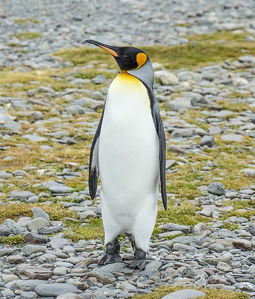 King penguin